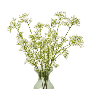 Cream Gypsophila Spray [cid:23847-b]