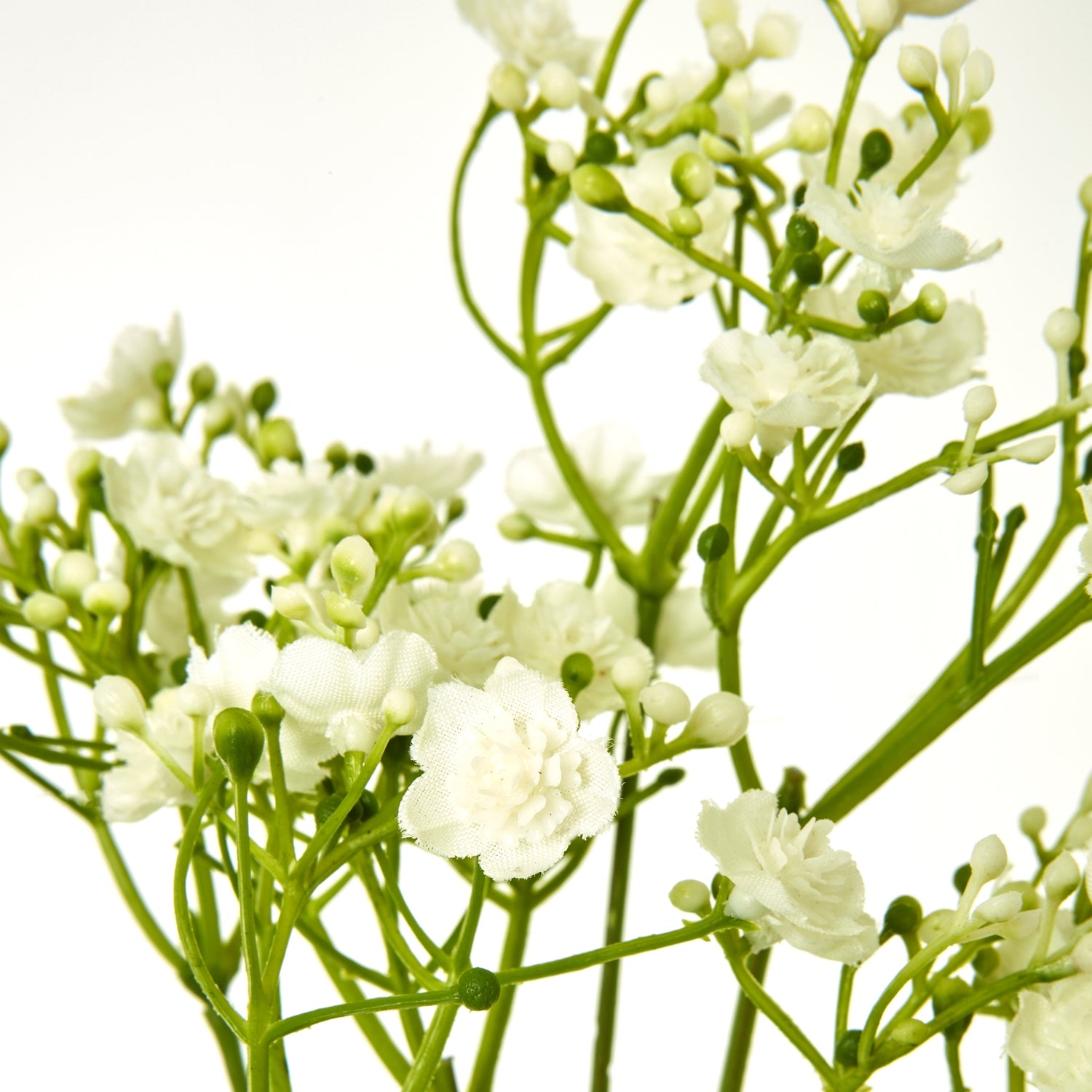 Cream Gypsophila Stem_4648
