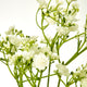 Cream Gypsophila Stem_4648