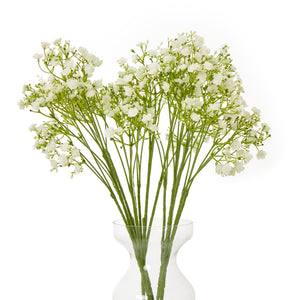 Cream Gypsophila Stem_4649