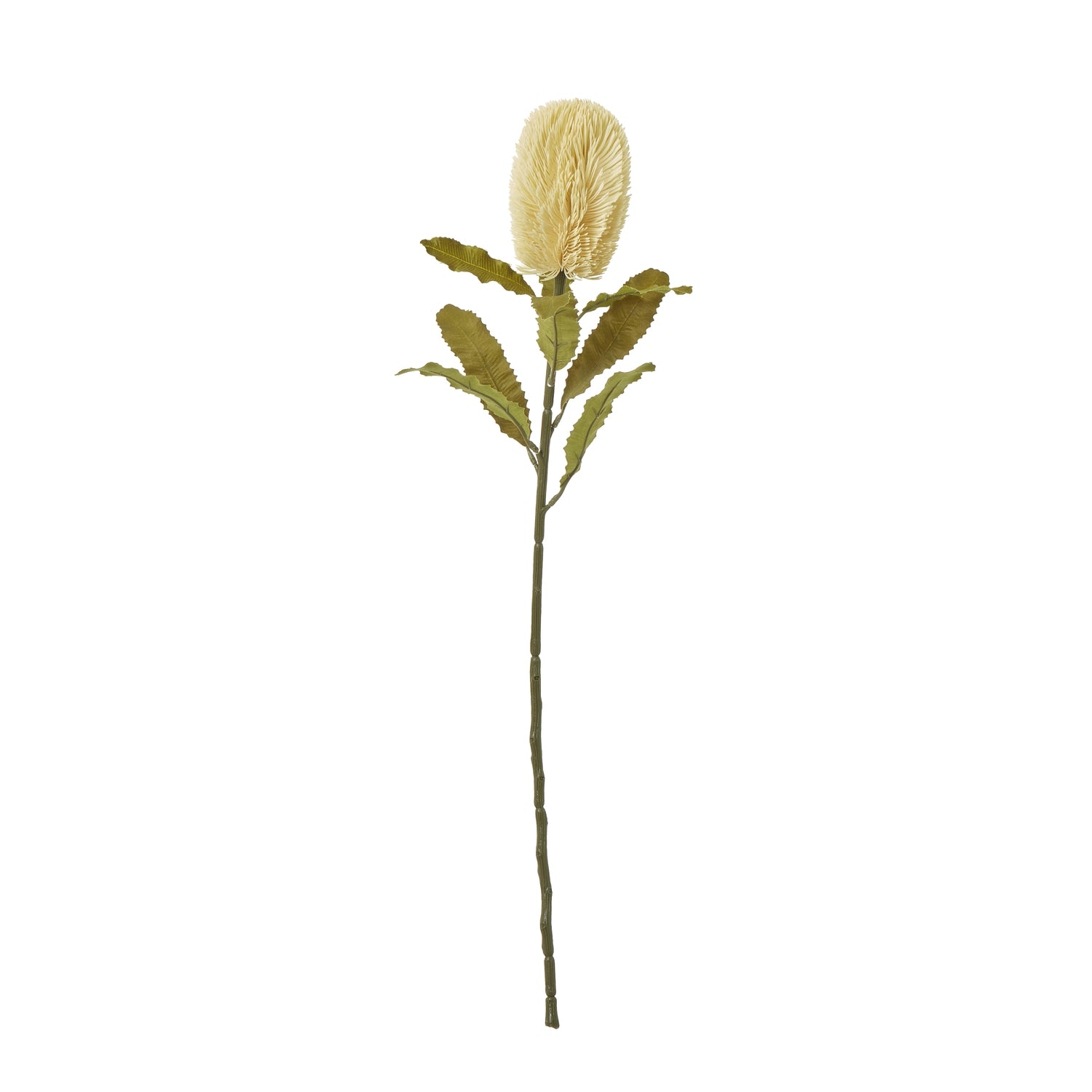 Large Banksia Serrata Stem_5036
