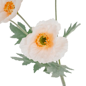 Cream Papaver Poppy Spray_4662