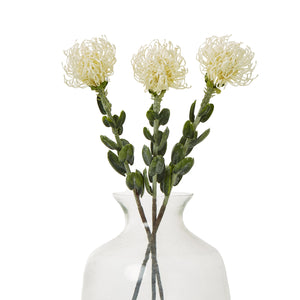 Cream Pincushion Protea Spray [cid:23837-b]
