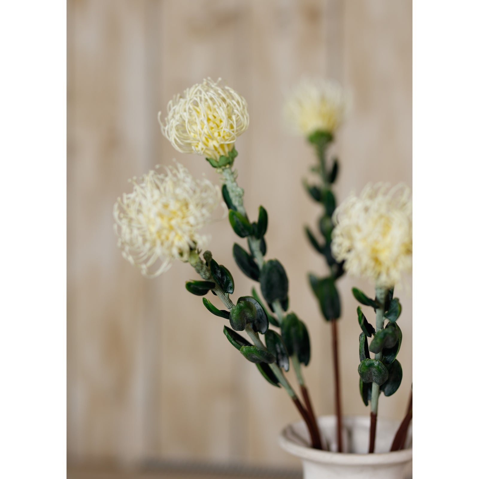 Cream Pincushion Protea Spray [cid:23837-d]
