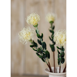 Cream Pincushion Protea Spray [cid:23837-d]