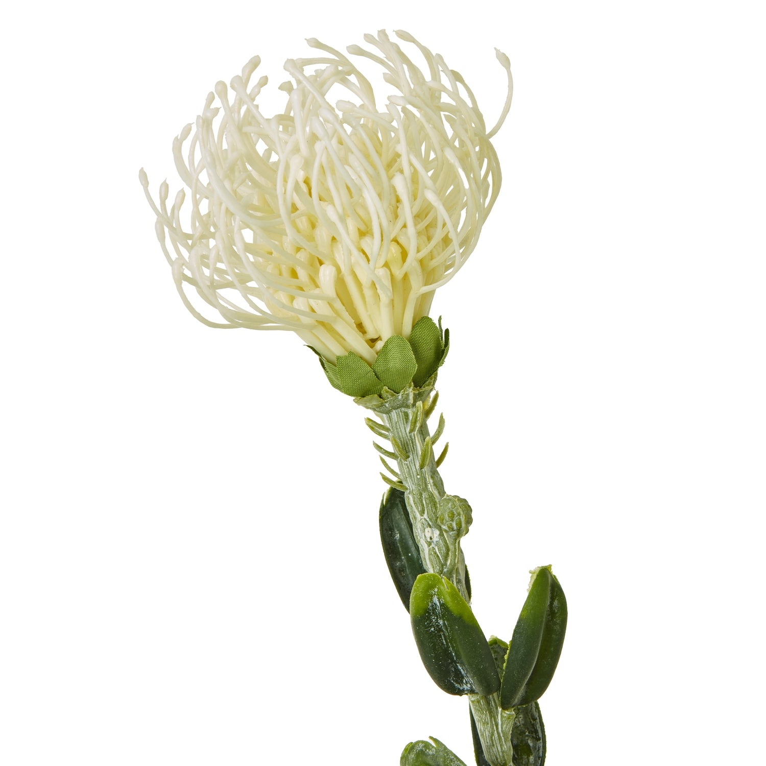 Cream Pincushion Protea Spray [cid:23837-a]