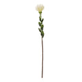 Cream Pincushion Protea Spray [cid:23837]