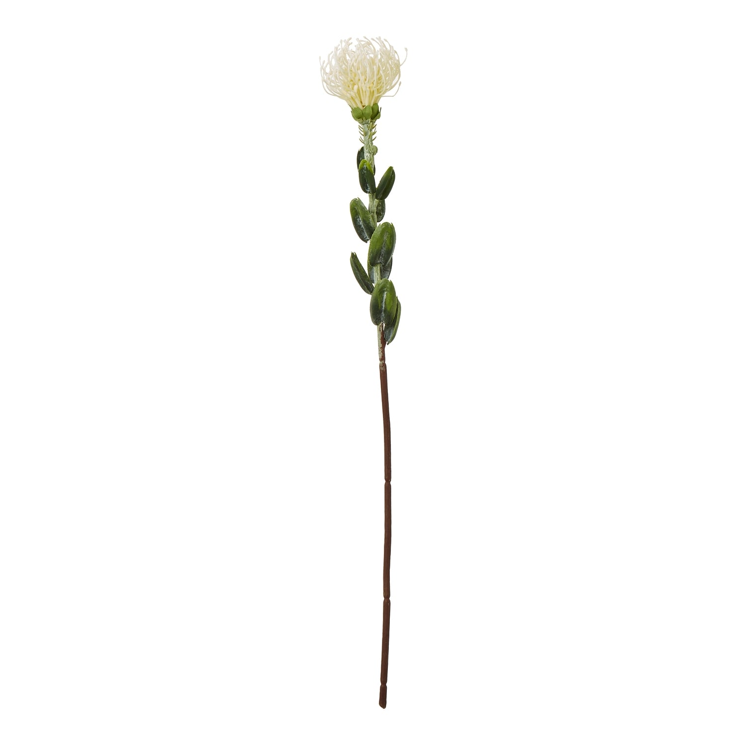 Cream Pincushion Protea Spray [cid:23837]