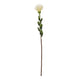 Cream Pincushion Protea Spray [cid:23837]