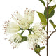 Cream Protea Nitida Spray_4677