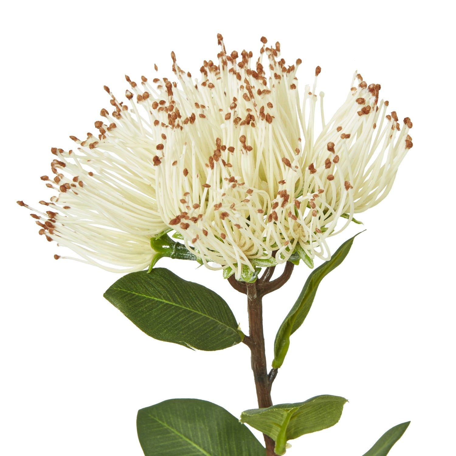 Cream Protea Nitida Stem_4680