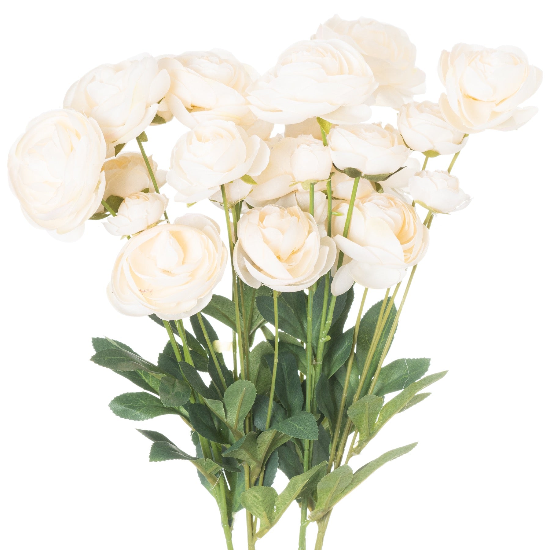 Ranunculus_4684