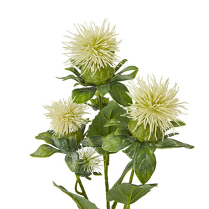 Cream Safflower Spray [cid:23816-a]