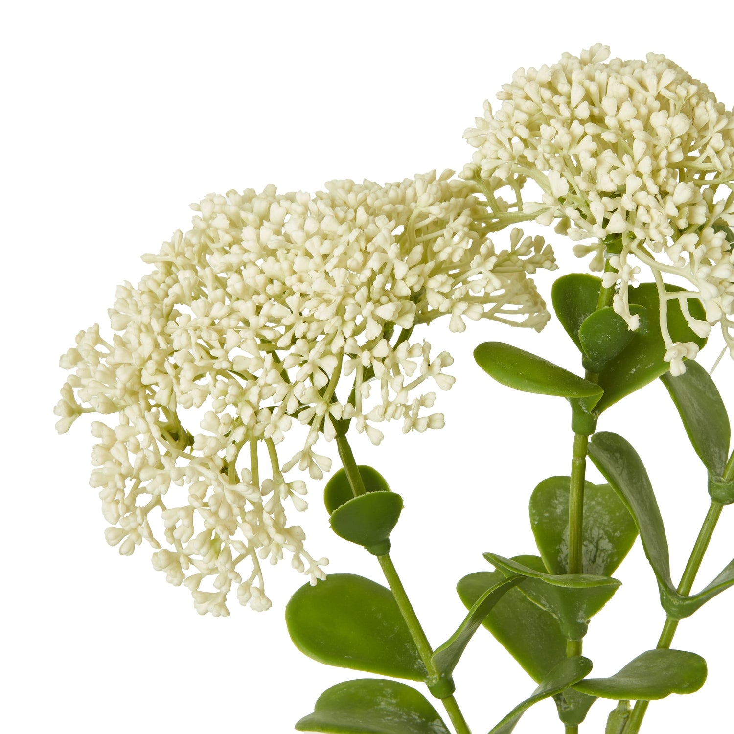 Cream Sedum Spray [cid:23824-a]