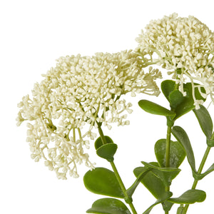 Cream Sedum Spray [cid:23824-a]