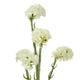 Cream Statice Spray_4704