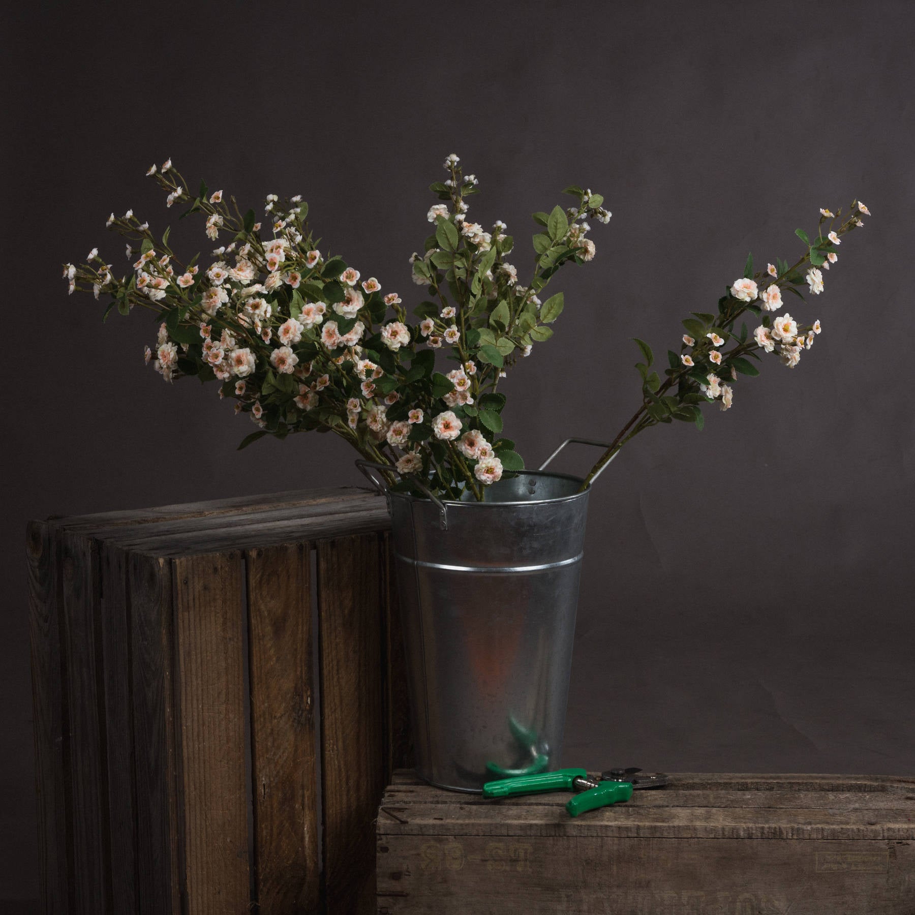 Wild Meadow Rose_4706