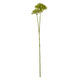Pink Crown Hydrangea Stem_4894