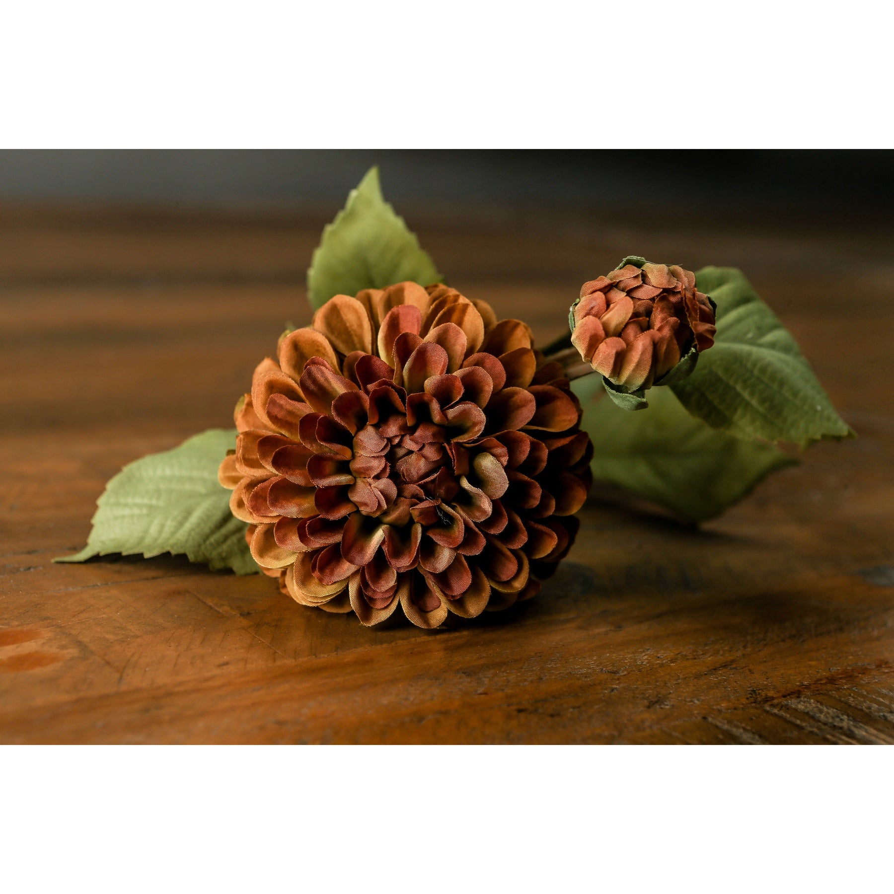 Deep Mustard Dahlia Stem_4732