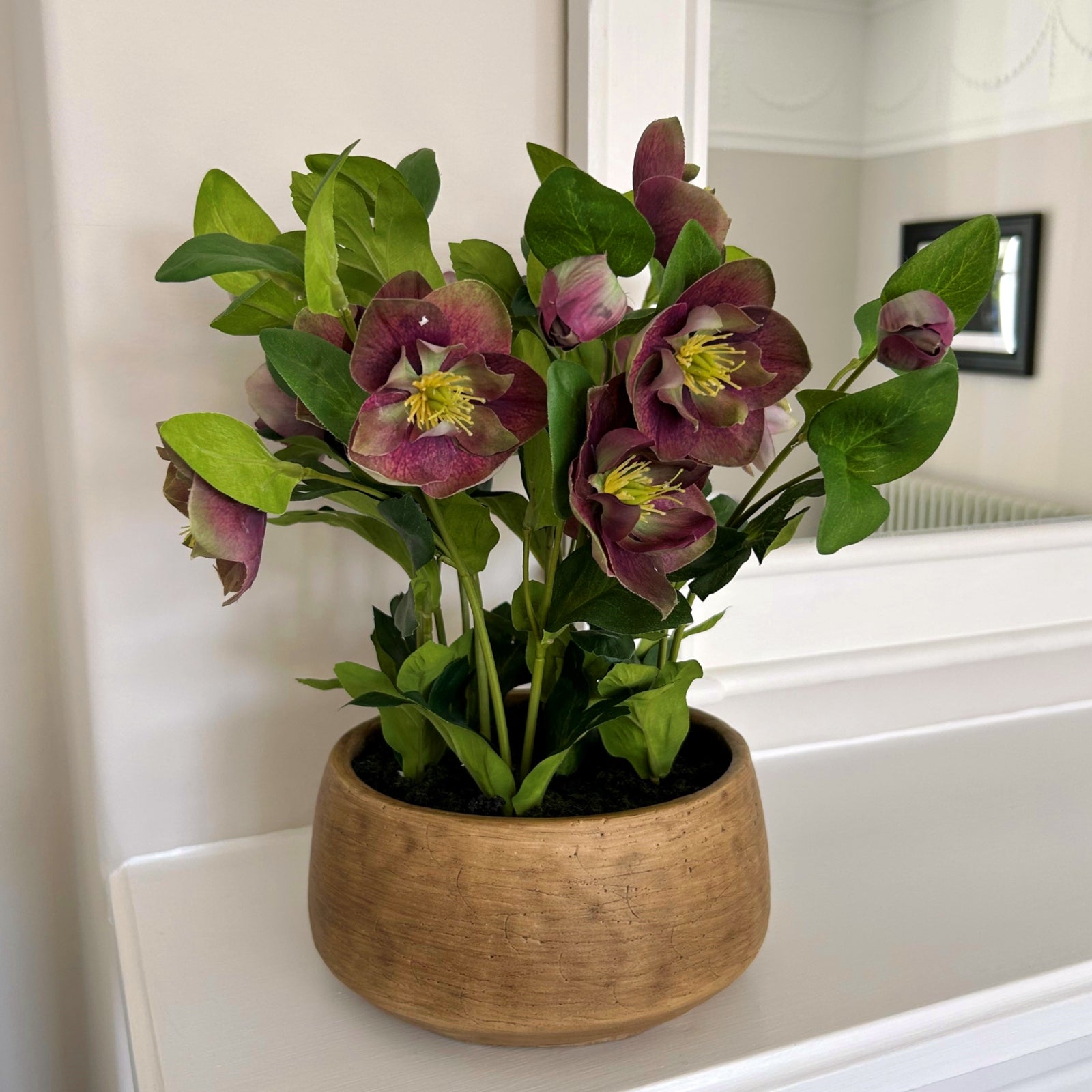 Deep Plum Hellebore Plant In Taupe Pot [cid:23763-a]