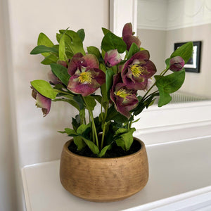 Deep Plum Hellebore Plant In Taupe Pot [cid:23763-a]