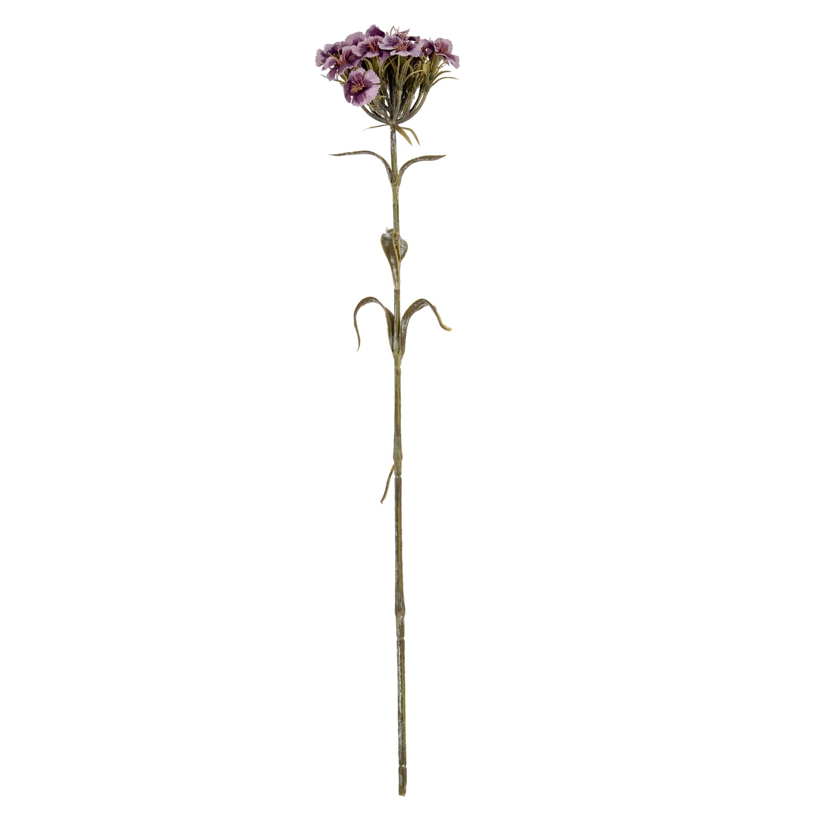 Pink Dianthus Spray_5435