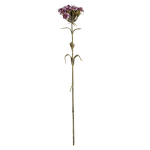 Pink Dianthus Spray_5435