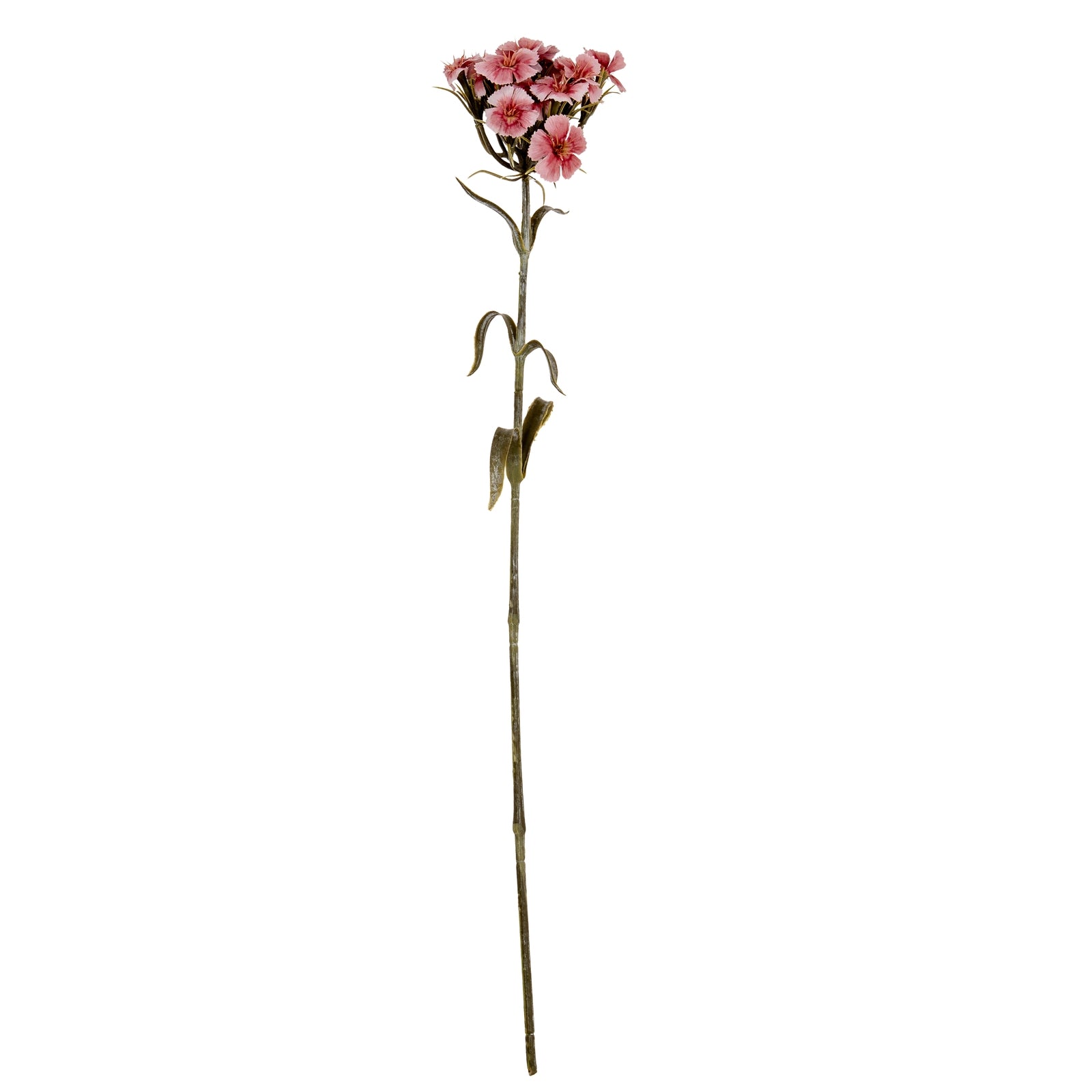 Pink Dianthus Spray_5383