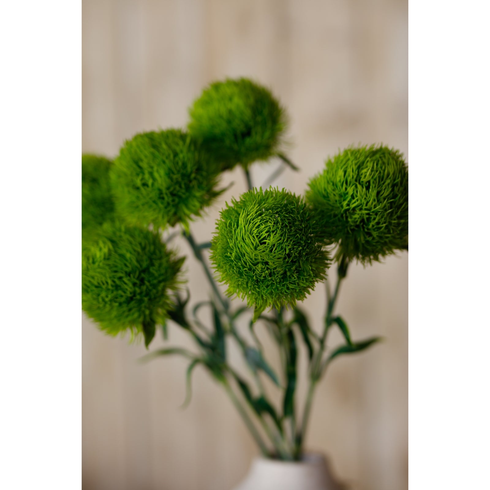 Light Green Dianthus Stem [cid:23840-d]