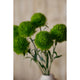 Light Green Dianthus Stem [cid:23840-d]