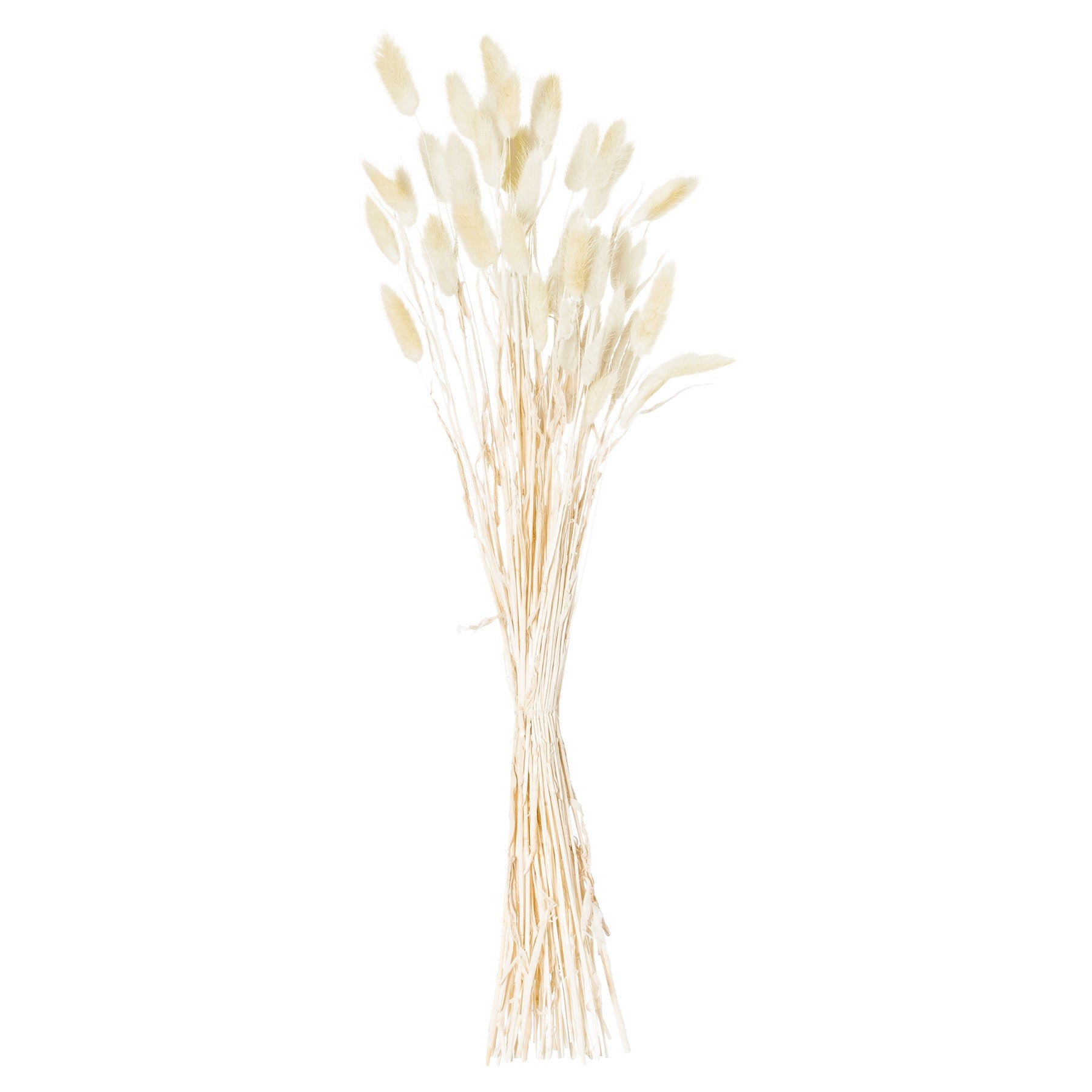 Dried Natural Bunny Tail Bunch Of 40_4743
