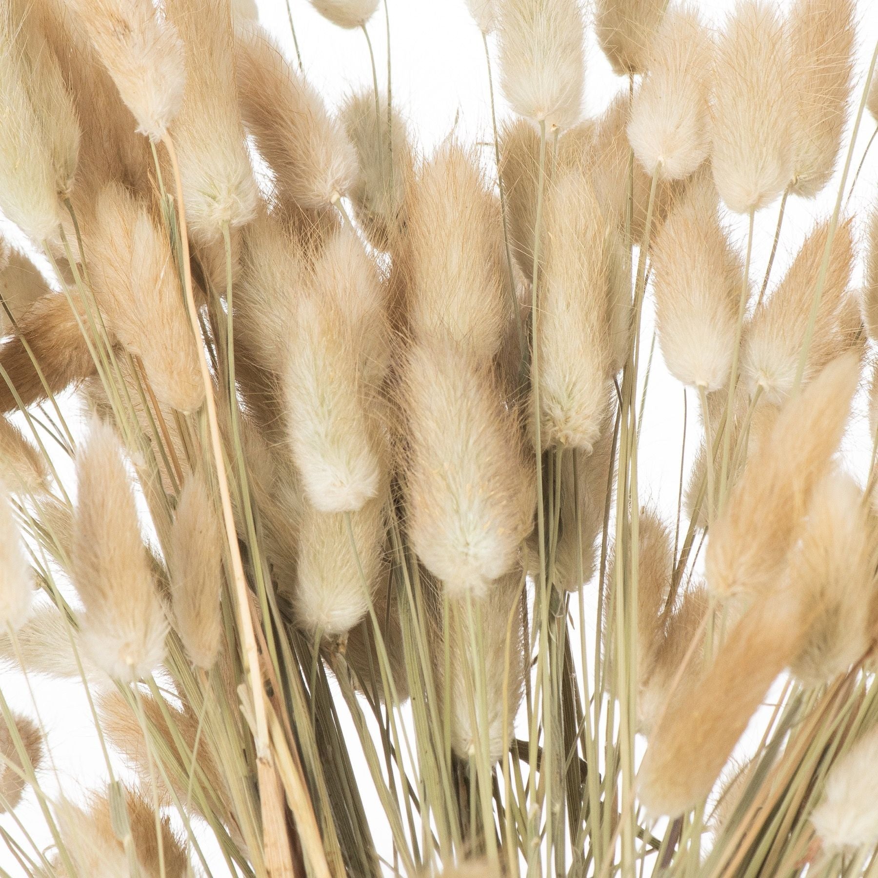 Dried Natural Bunny Tail Bunch Of 40_4744