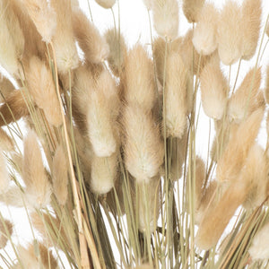 Dried Natural Bunny Tail Bunch Of 40_4744