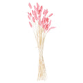 Dried Pale Pink Bunny Tail Bunch Of 40_4745