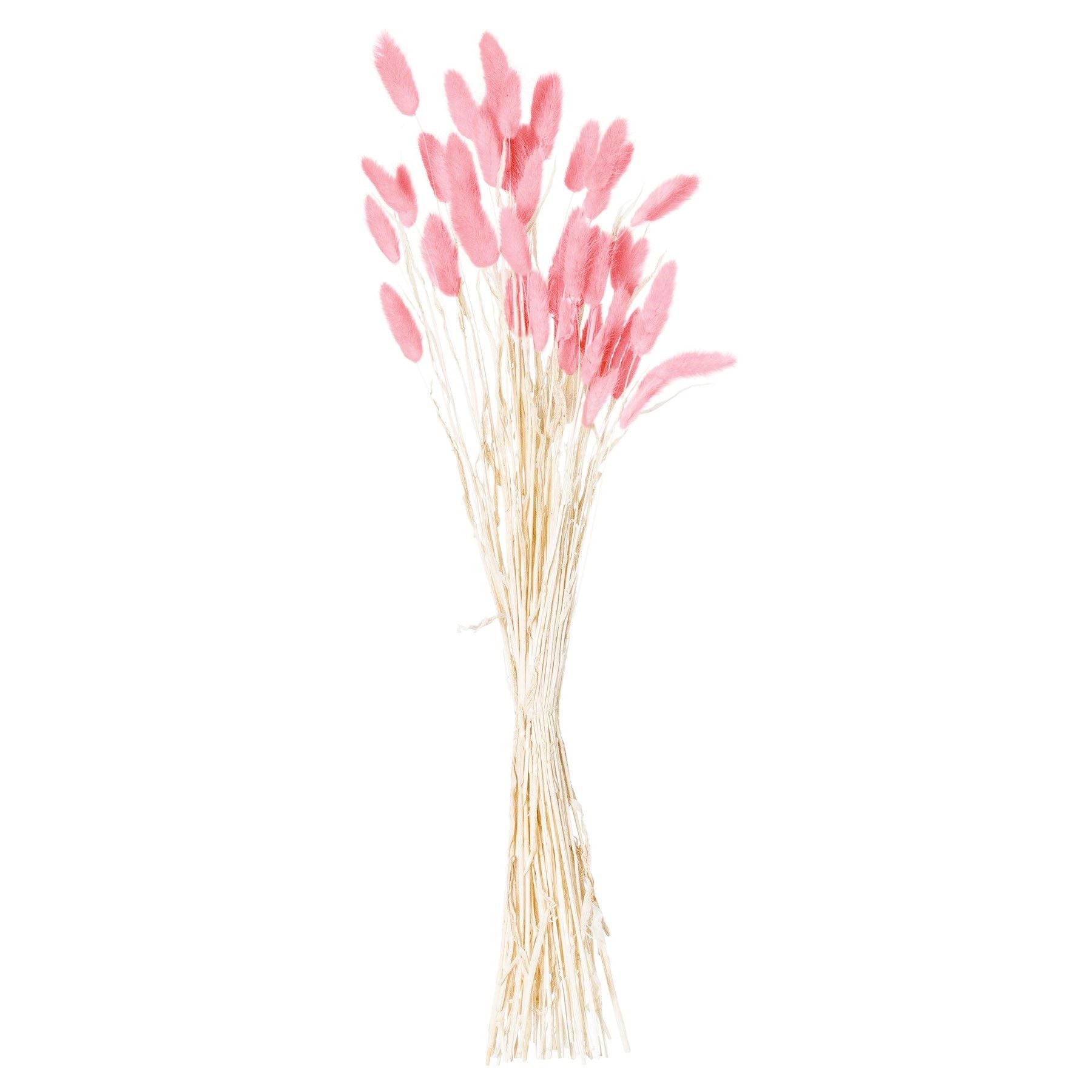 Dried Pale Pink Bunny Tail Bunch Of 40_4745