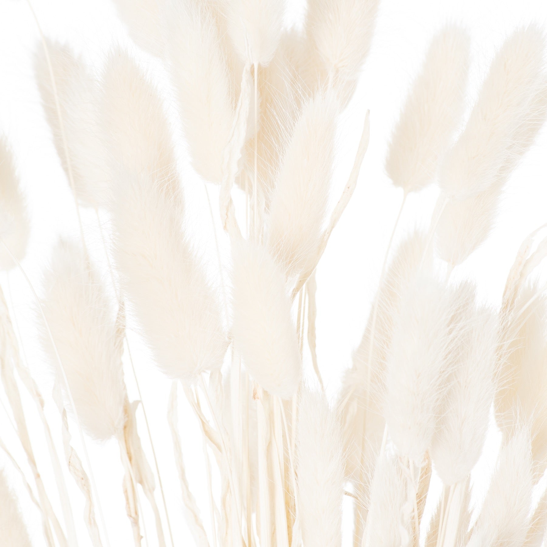 Dried White Bunny Tail Bunch Of 60_4751