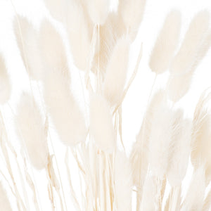 Dried White Bunny Tail Bunch Of 60_4751