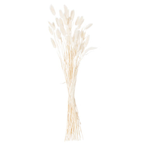 Dried White Bunny Tail Bunch Of 60_4750