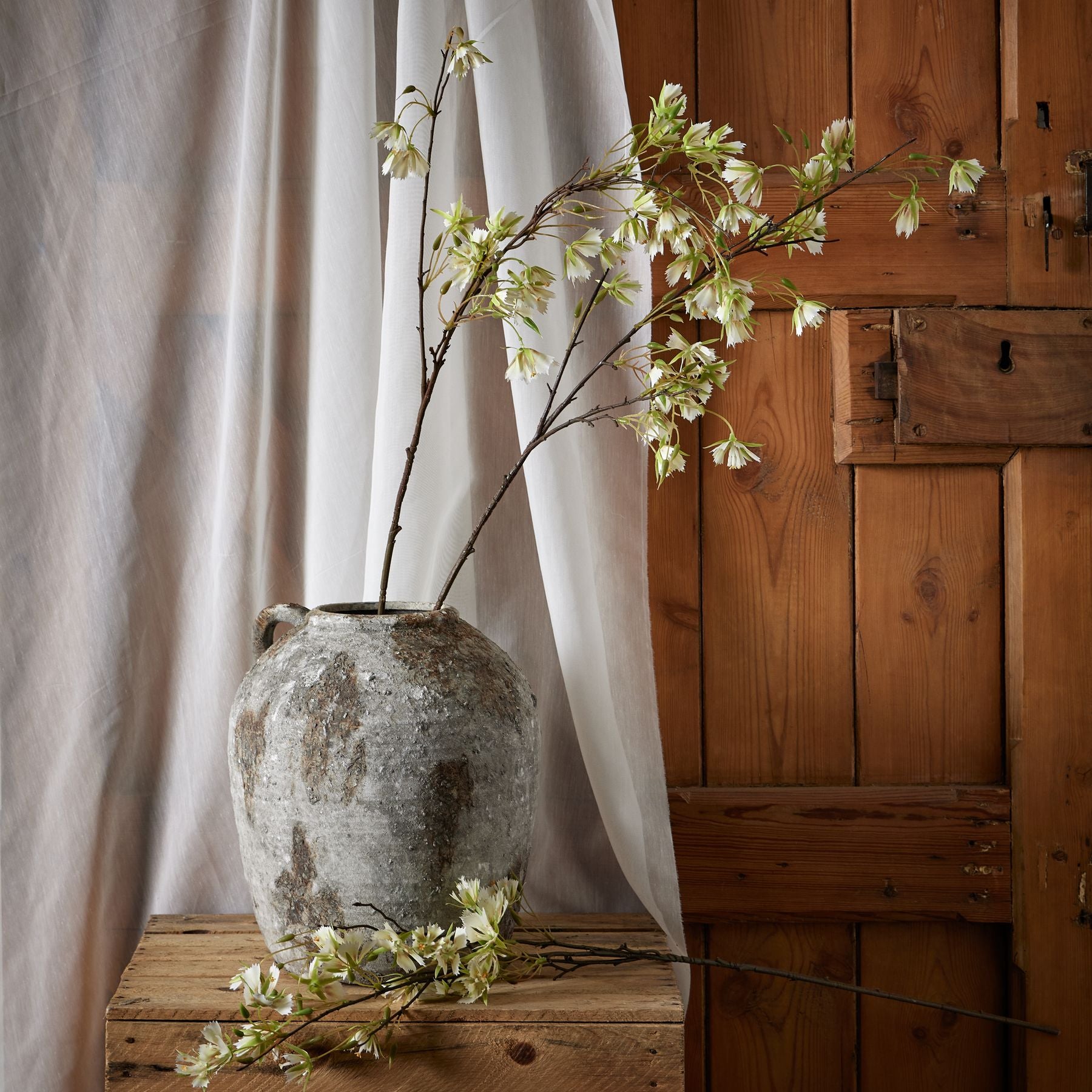 Elaeocarpus Stem_4760