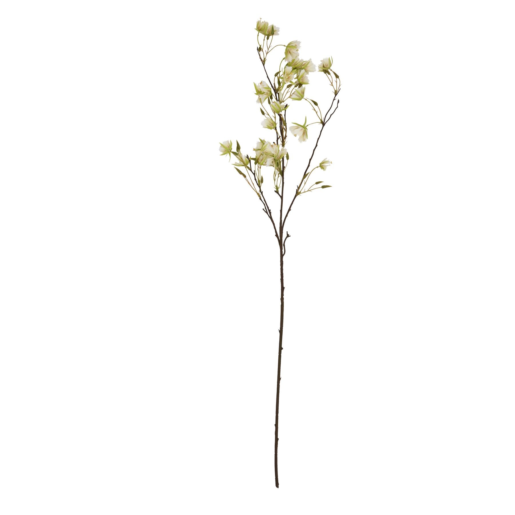 Elaeocarpus Stem_4761