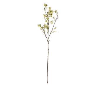 Elaeocarpus Stem_4761