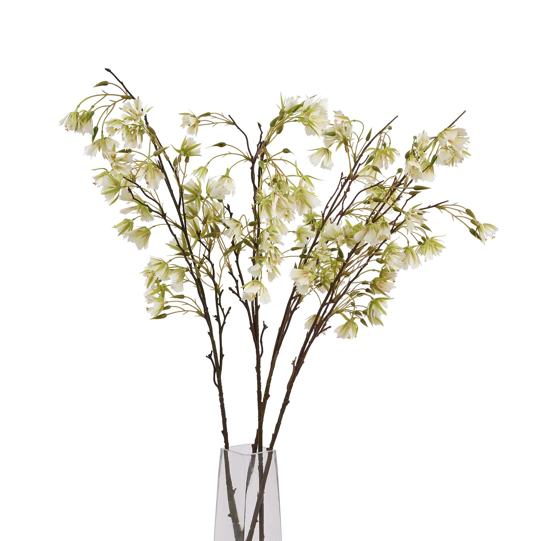 Elaeocarpus Stem_4762