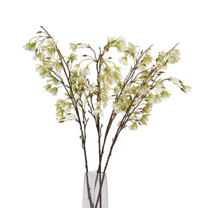 Elaeocarpus Stem_4762