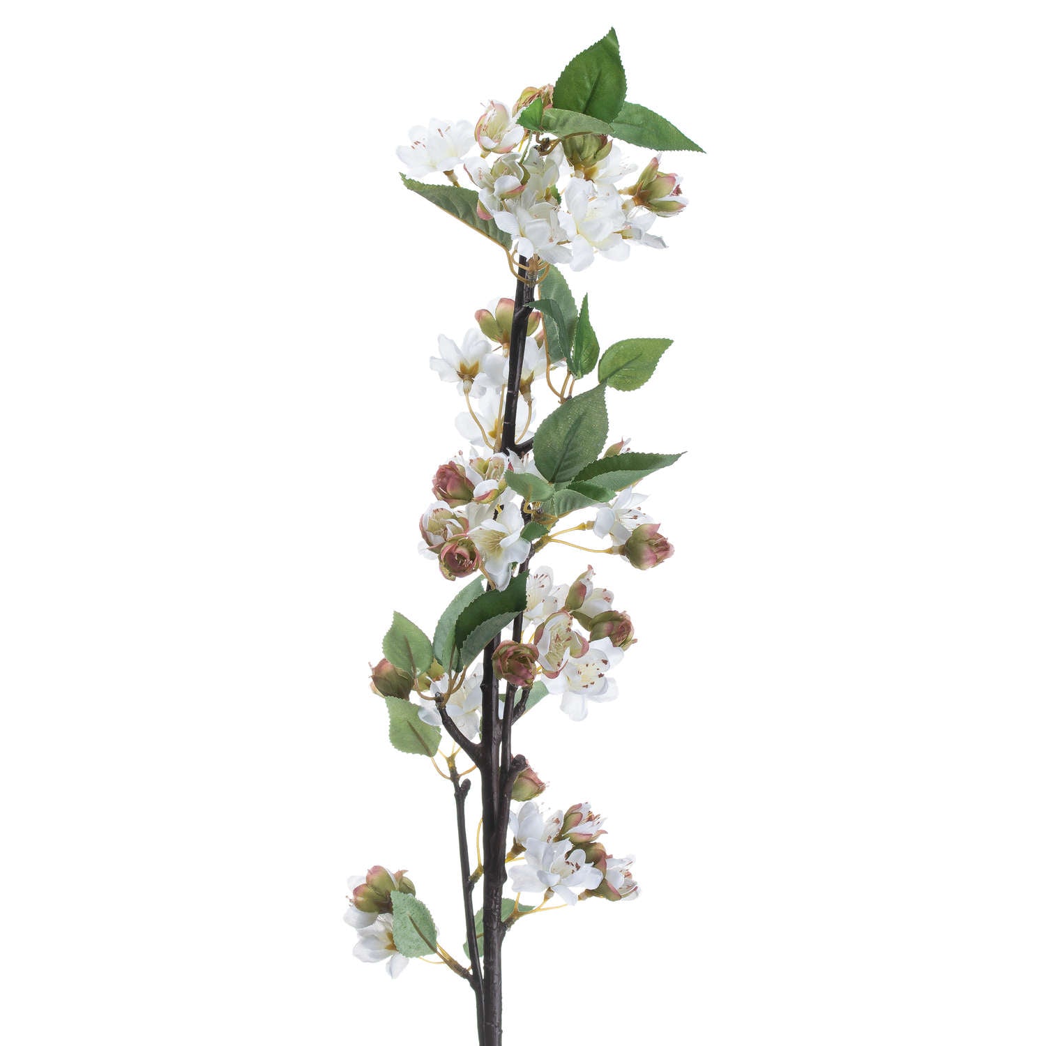 English Blossom Branch_4765