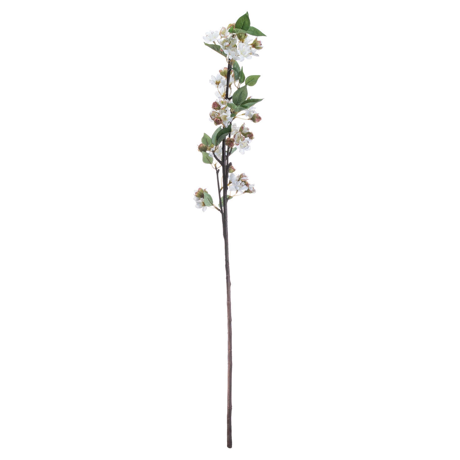 English Blossom Branch_4766