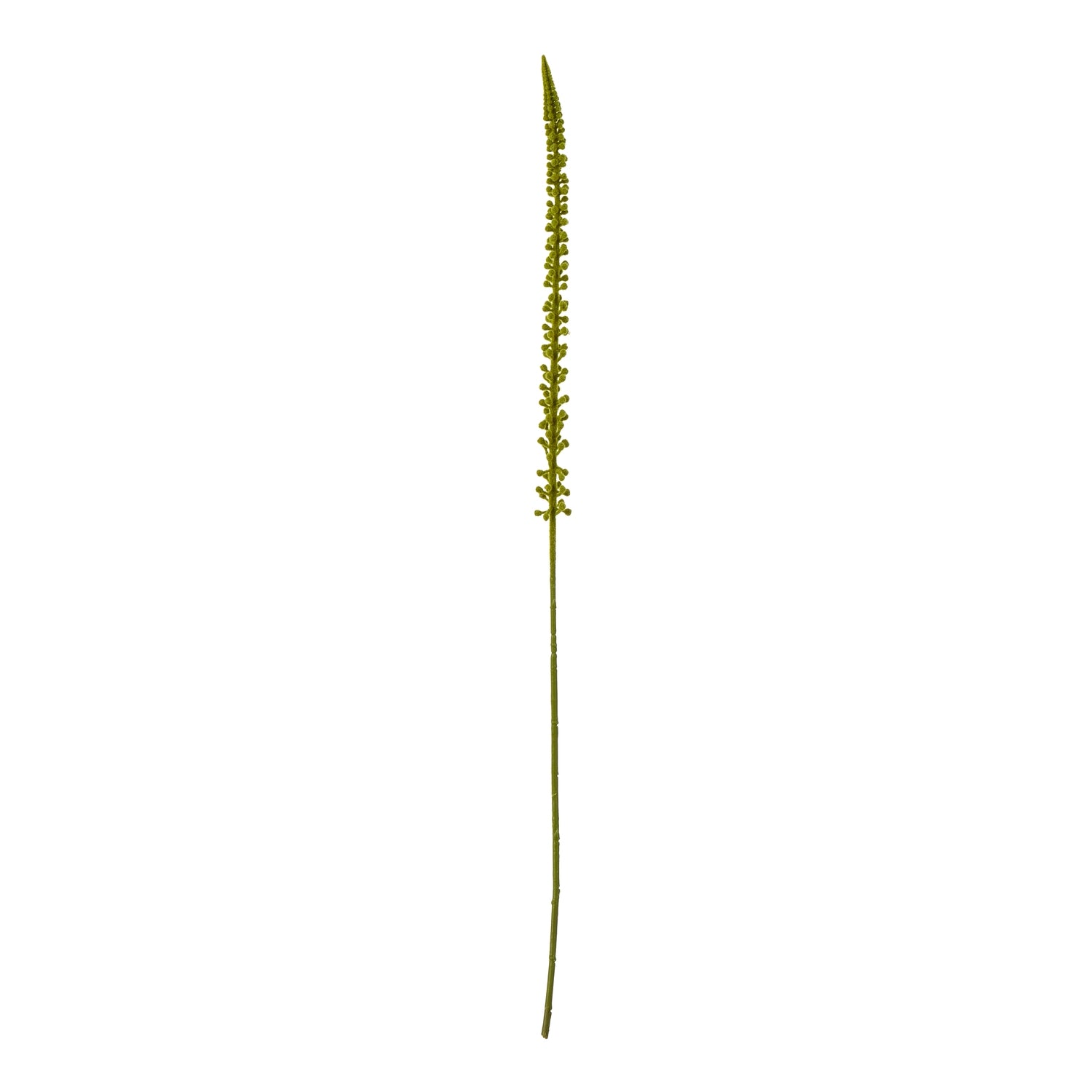 Eremurus Stem_4897