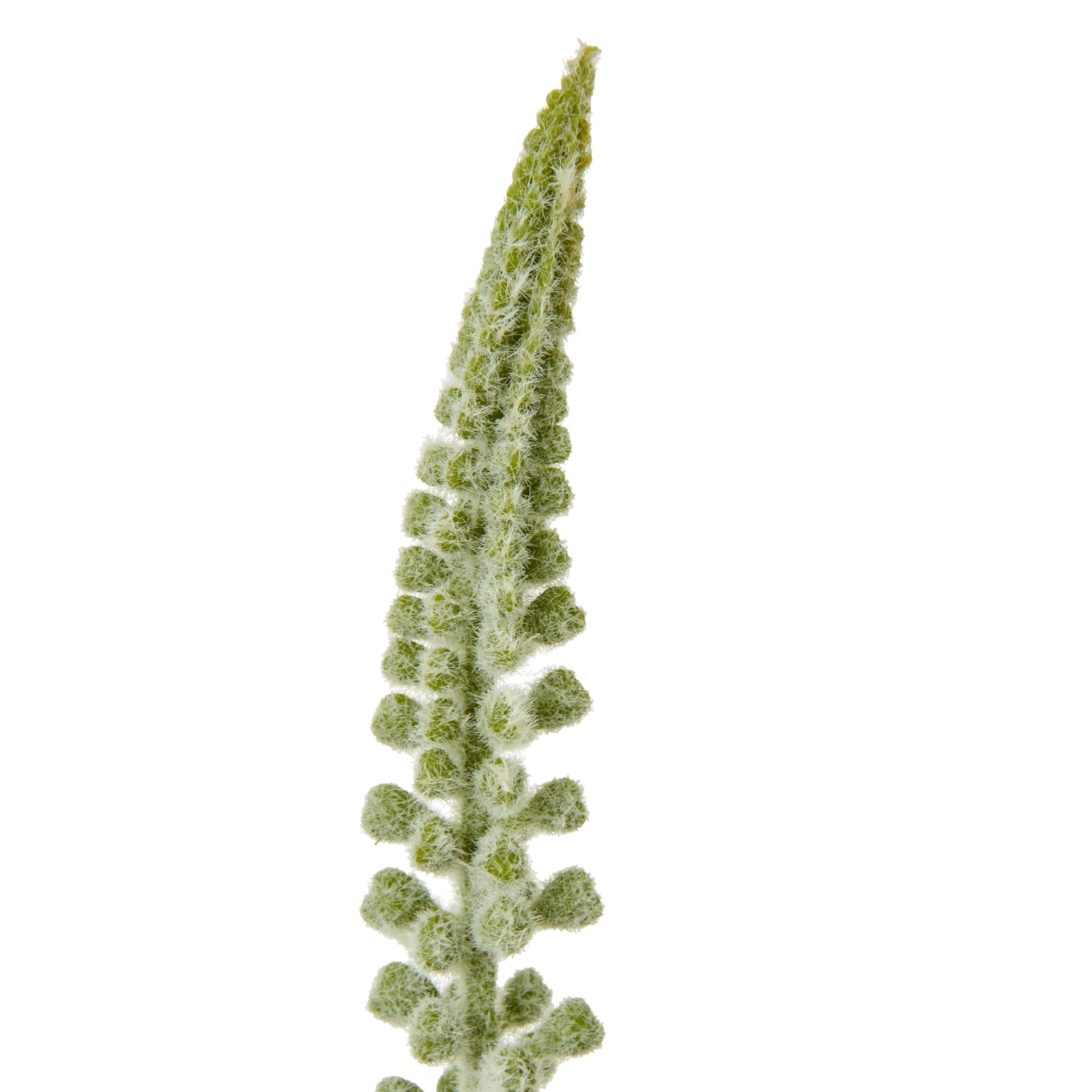 Eremurus Stem_5832