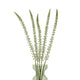 Eremurus Stem_5833