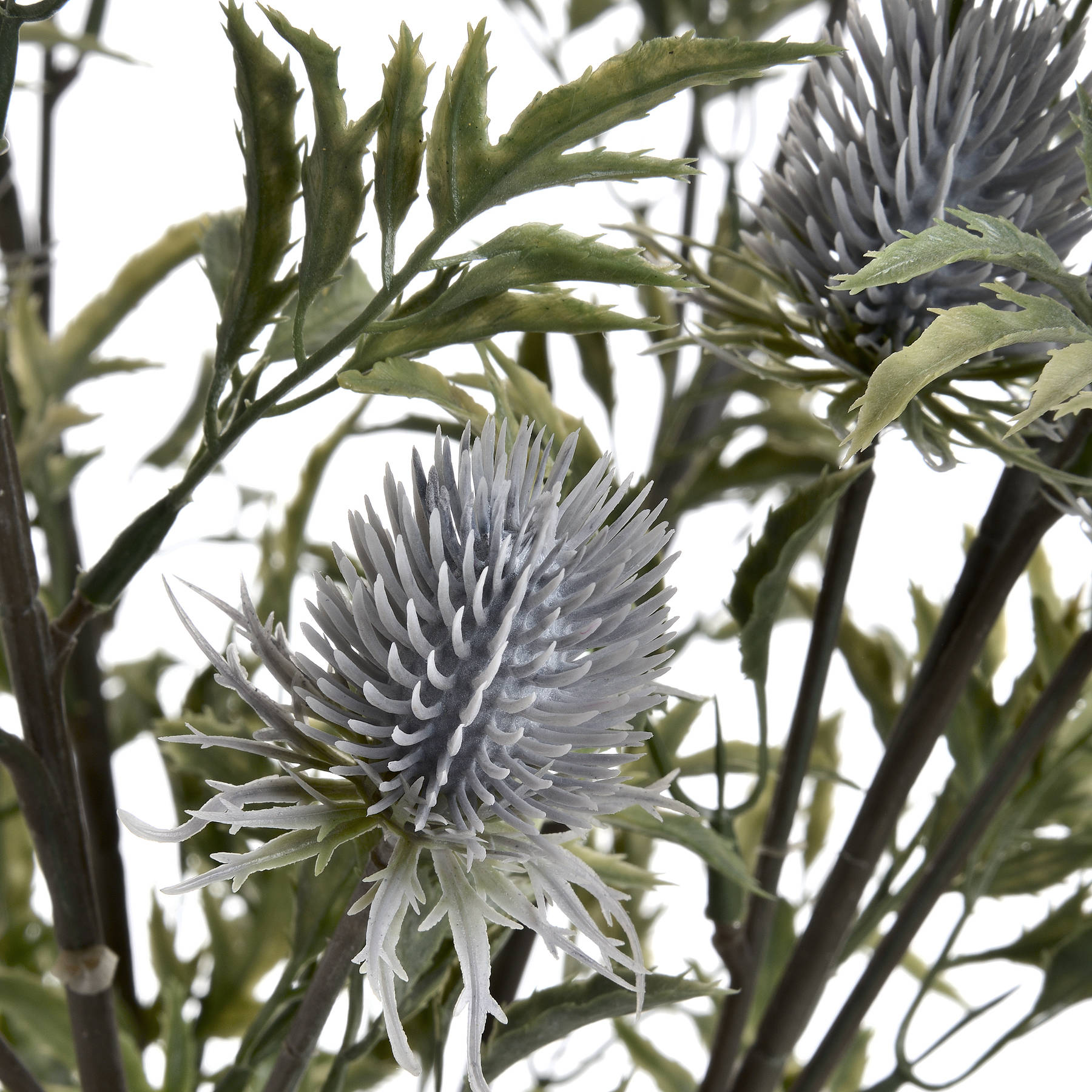 Eryngium Thistle_4772