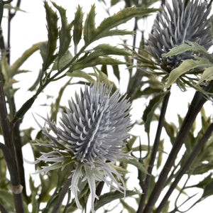 Eryngium Thistle_4772